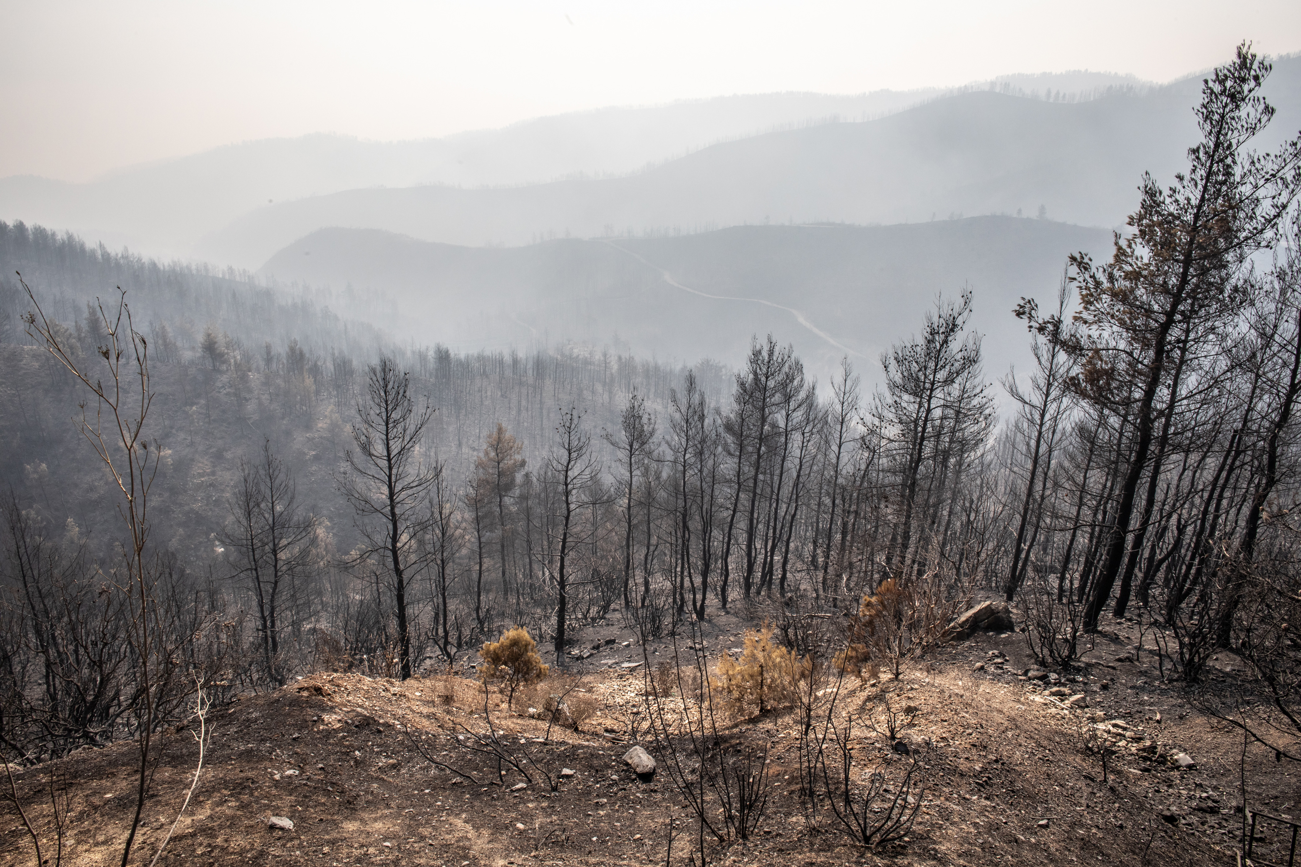 Γιατροί του Κόσμου Ελλάδας-Wildfires in Evia - 2021